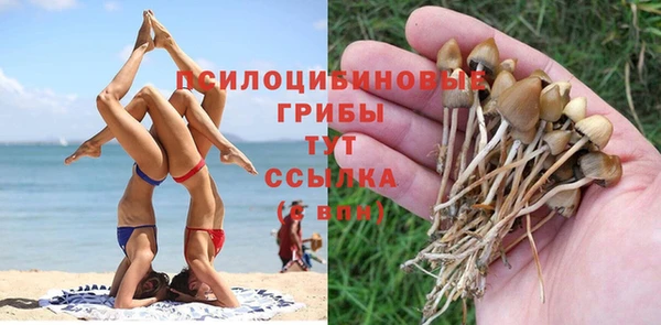 крисы Бородино
